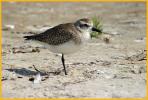 Juvenile <BR>Black-bellied Plover