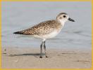 Nonbreeding<BR>Black-bellied Plover