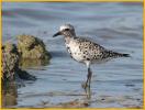 Transition<BR>Black-bellied Plover