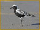 Black-bellied Plover