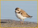 Nonbreeding<BR>Semipalmated Plover