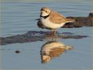 Semipalmated Plover
