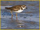 Female<BR>Semipalmated Plover