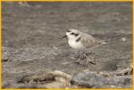 Snowy Plover