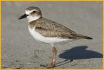 Female <BR>Wilson's Plover