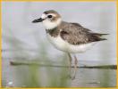Juvenile<BR>Wilson's Plover