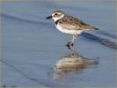 Wilson's Plover