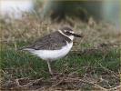 Nonbreeding<BR>Wilson's Plover