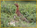 Willow Ptarmigan