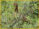 Female<BR>Willow Ptarmigan