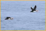 Atlantic Puffins