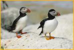 Atlantic Puffins