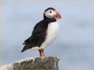 Atlantic Puffin