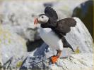 Atlantic Puffin