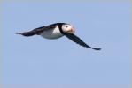 Atlantic Puffin
