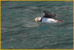 Horned Puffin
