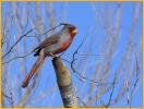 Pyrrhuloxia