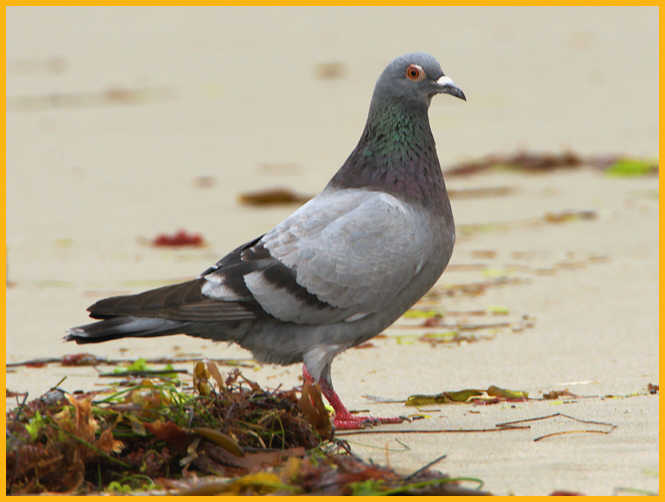 Rock Pigeon