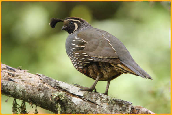 California Quail