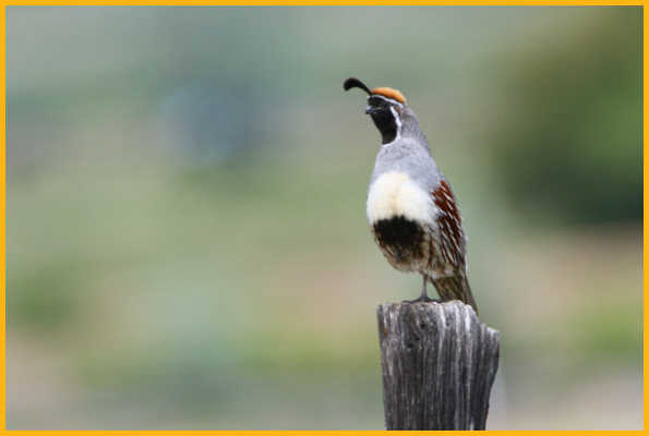 White Breasted <BR>Gambel's Quail