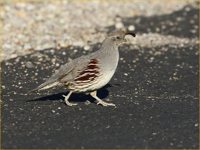 Female<BR>Gambel's Quail