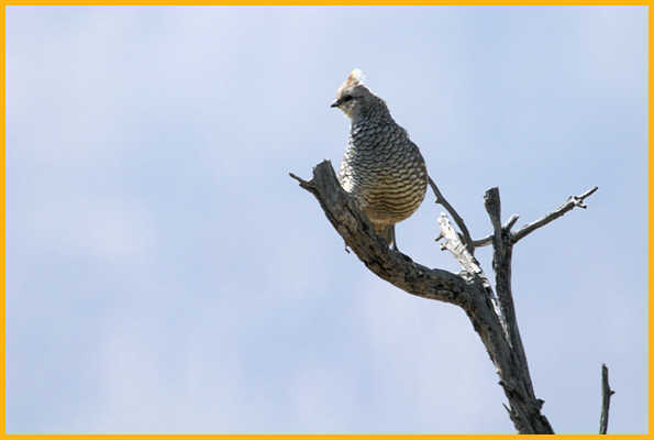 Scaled Quail