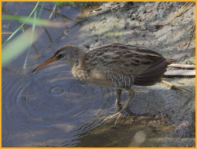 Gulf Coast<BR>Clapper Rail