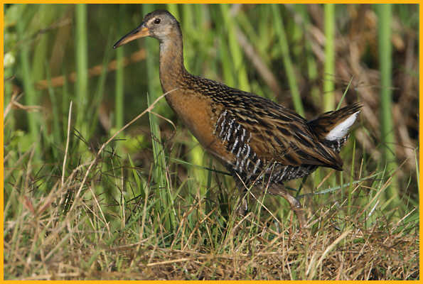 King Rail