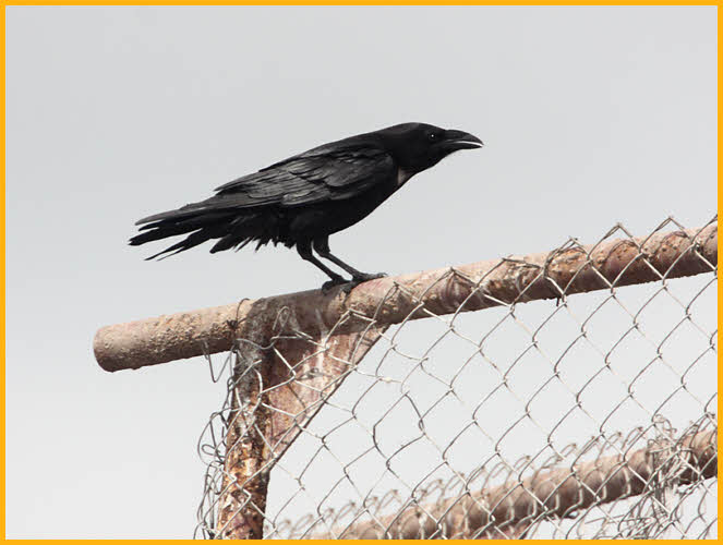 Chihauhaun Raven