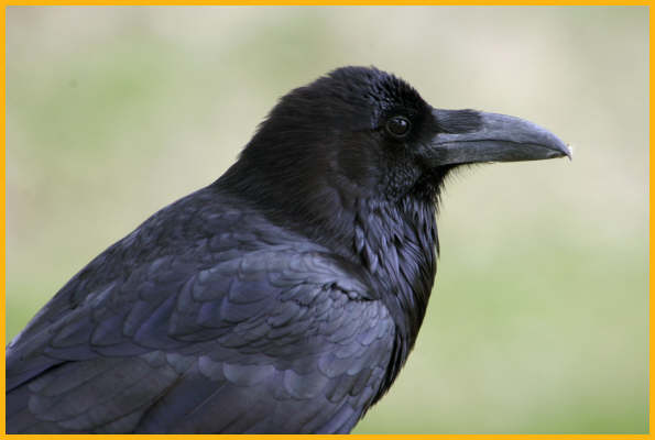 Common Raven