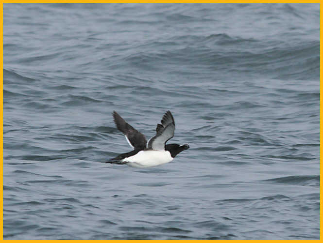 Razorbill