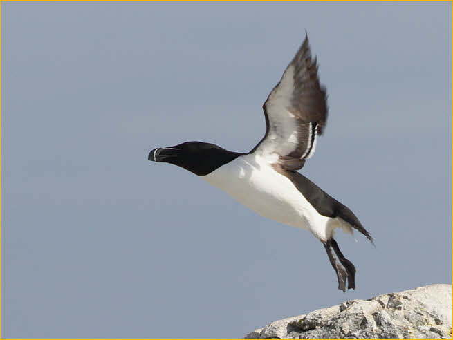 Razorbill