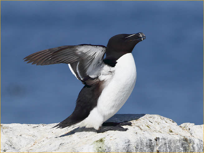 Razorbill