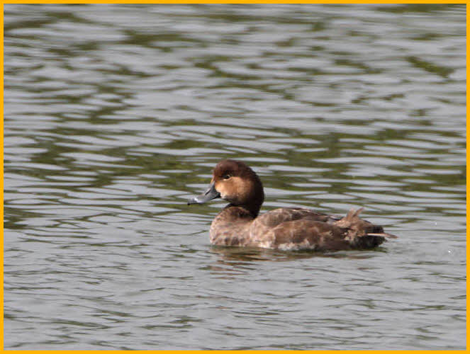 Female Redhead