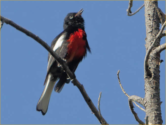 Painted Redstart