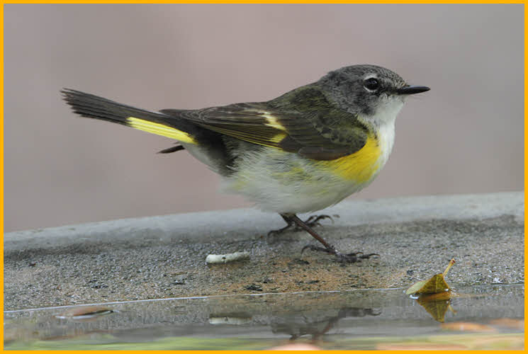 First Summer<BR>American Redstart