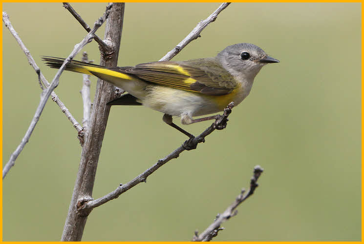 Female<BR>American Redstart