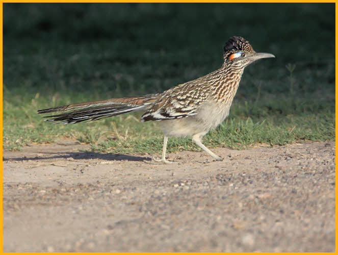 Greater Roadrunner