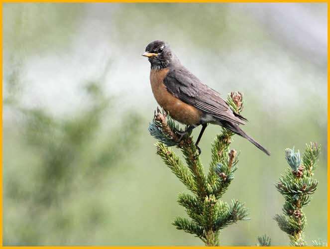 Female<BR>American Robin