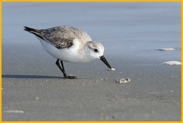 First Winter Sanderling