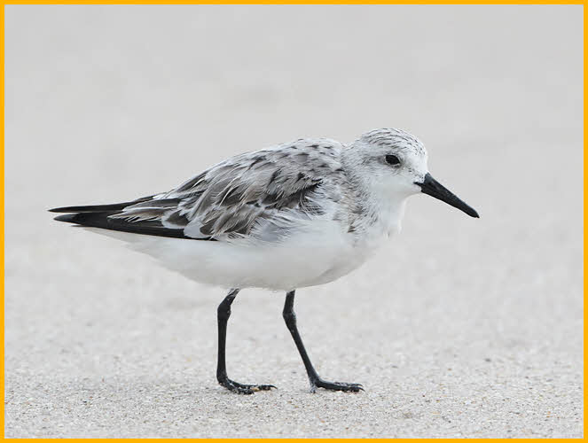 Nonbreeding<BR>Sanderling
