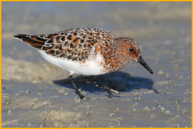Sanderling