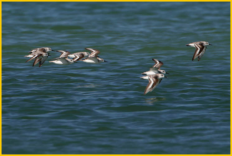 Nonbreeding<BR>Sanderlings