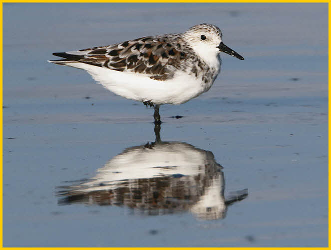 Female<BR>Sanderling
