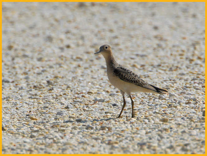Buff-breasted Sandpiper