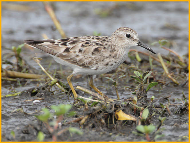 Nonbreeding<BR>Least Sandpiper