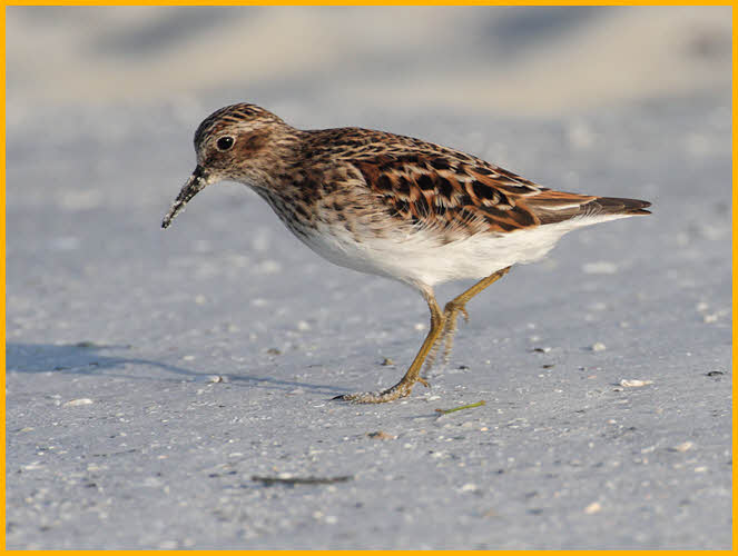 Least Sandpiper