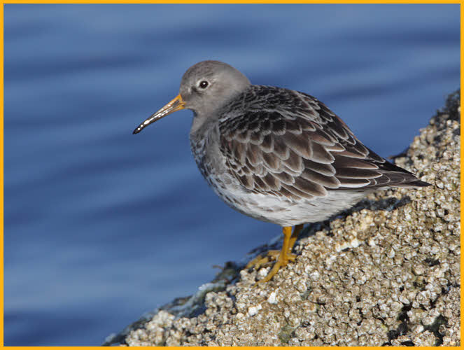 Nonbreeding <BR>Purple Sandpiper