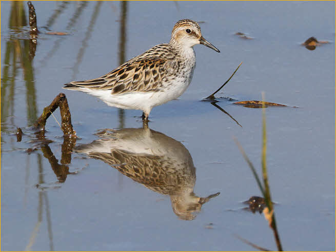 Semipalmated Sandpiper