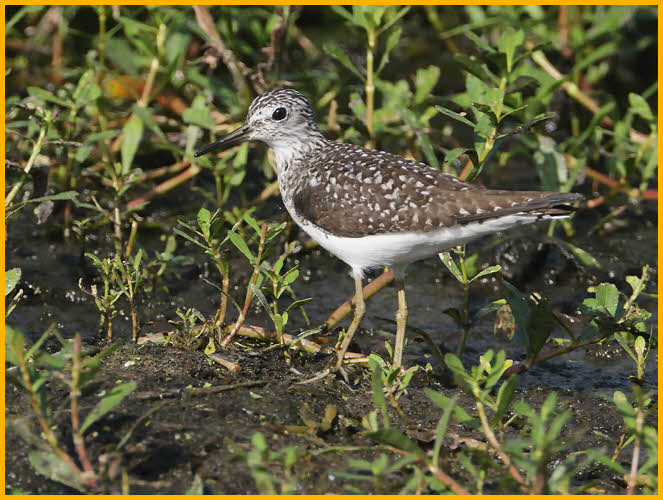 Solitary Sandpiper